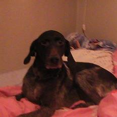 Korthåret hønsehund Bianca