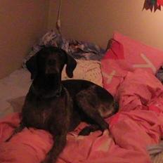 Korthåret hønsehund Bianca