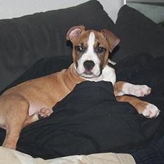 Amerikansk staffordshire terrier Lady