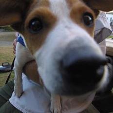 Dansk svensk gaardhund Scotty