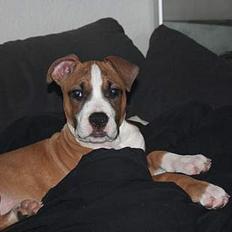 Amerikansk staffordshire terrier Lady