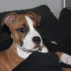 Amerikansk staffordshire terrier Lady