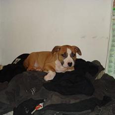 Amerikansk staffordshire terrier Djengis