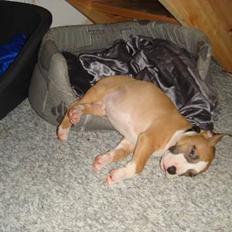 Amerikansk staffordshire terrier Djengis