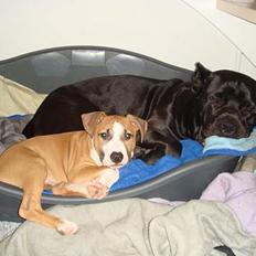 Amerikansk staffordshire terrier Djengis