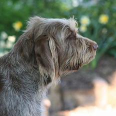 Spinone Hugo