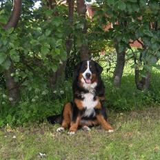 Berner sennenhund Bella