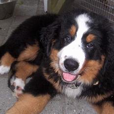 Berner sennenhund Bella