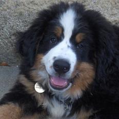 Berner sennenhund Bella