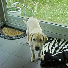 Labrador retriever Zanga