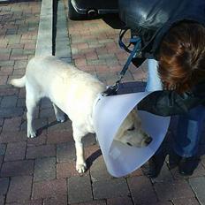 Labrador retriever Zanga