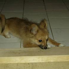 Blanding af racer Bjørn Mor/Svigermors HUND