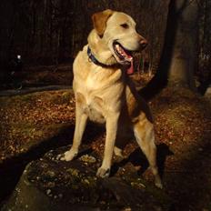 Blanding af racer *zero Sugar*