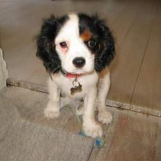 Cavalier king charles spaniel Holly