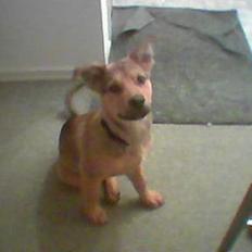 Blanding af racer balto   R.I.P my beloved 