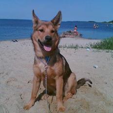 Blanding af racer balto   R.I.P my beloved 