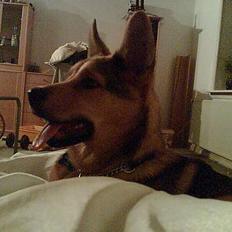 Blanding af racer balto   R.I.P my beloved 