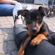 Dvaergpinscher Armani