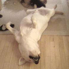 Labrador retriever Zanga