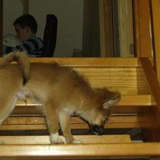 Blanding af racer Bjørn Mor/Svigermors HUND