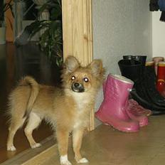 Blanding af racer Bjørn Mor/Svigermors HUND