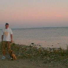 Amerikansk staffordshire terrier CARLOS