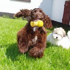 Amerikansk cocker spaniel Truly Yours Jennifer Lope