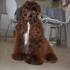 Amerikansk cocker spaniel Truly Yours Jennifer Lope