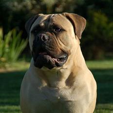 Bullmastiff Bullsaint's afra 