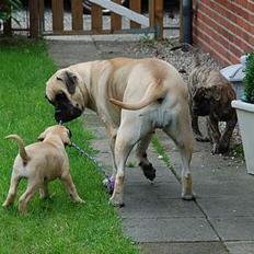 Bullmastiff Bullsaint's afra 