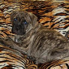 Bullmastiff  Anno " vi savner dig"