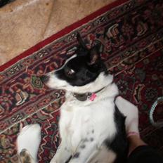 Border collie Myra <33 