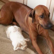 Rhodesian ridgeback Monomotabas Ruby Cabernet