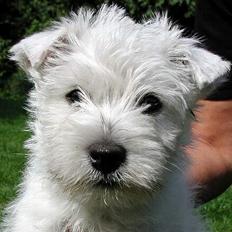 West highland white terrier Lucky