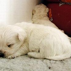 West highland white terrier Lucky