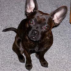 Blanding af racer Sofus