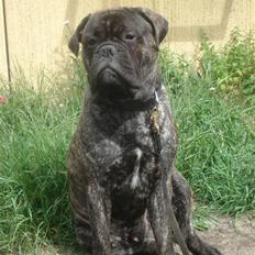 Bullmastiff Buller (DØD)7mdr 2012