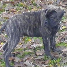 Bullmastiff Buller (DØD)7mdr 2012