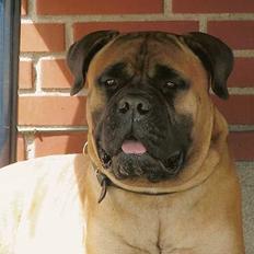 Bullmastiff Bullhouse Dina*Brak's* 