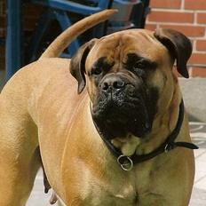 Bullmastiff Bullhouse Dina*Brak's* 