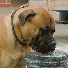 Bullmastiff Bullhouse Dina*Brak's* 