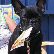 Fransk bulldog Charlie *aflivet*