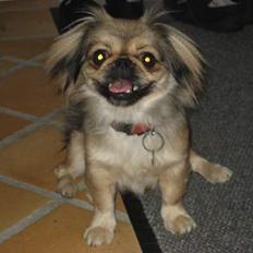 Blanding af racer Sille