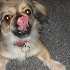 Blanding af racer Sille