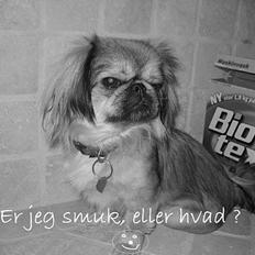 Blanding af racer Sille