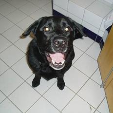 Blanding af racer Tyson