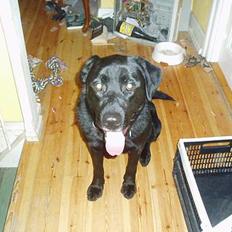 Blanding af racer Tyson