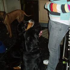 Blanding af racer Tyson