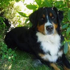 Berner sennenhund Layla
