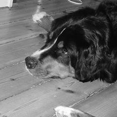 Berner sennenhund Layla